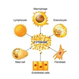 cytokin | Unsorted