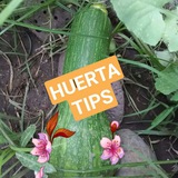 huertastips | Unsorted