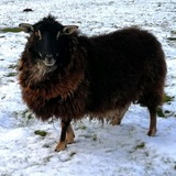 iaf_goats | Unsorted