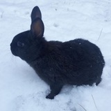 iaf_rabbits | Unsorted