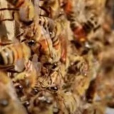 iaf_bees | Unsorted