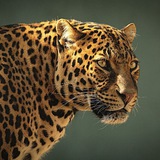 leopard | Неотсортированное