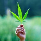 somosweed | Unsorted