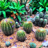 cactusysuculentascuba | Unsorted