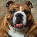 The same photo of a bulldog