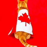 canadacat | Unsorted