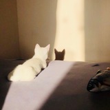 whitecatsimba | Unsorted