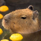 checks_from_capybara | Cryptocurrency