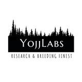 yojj_labs | Unsorted