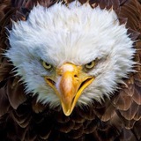 eagles1gnals | Cryptocurrency