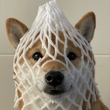 wdogsoldier | Unsorted