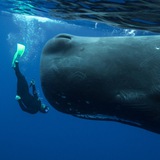 whales_mauritius | Unsorted