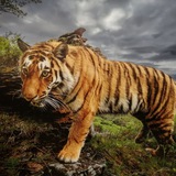 tigra_fleamarket | Unsorted