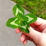 chetyrehvestnik | Неотсортированное