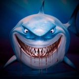 Shark betting