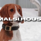 doghousemalsi | Unsorted