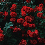 nenia21 | Unsorted