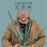 unusualplantslavanda | Unsorted