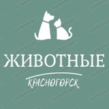 catsdogs_krasnogorsk | Unsorted