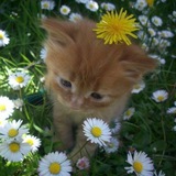 adore_thxs | Неотсортированное