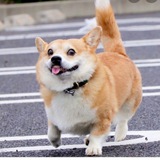 corgifun | Unsorted