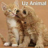 uz_animal_chat2 | Unsorted