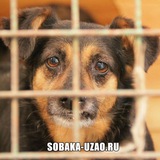 sobakauzao | Unsorted