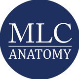 mlc_anatomy | Unsorted