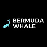 whalebermuda | Unsorted