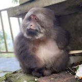 monkeyxing | Неотсортированное