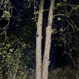 insomnia_ac | Unsorted
