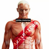 atlas_anatomiya | Unsorted