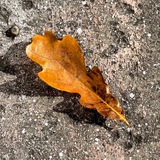 dub_levinsona | Unsorted