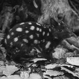 easternquoll | Unsorted