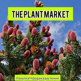 theplantmarket | Unsorted