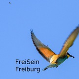 freiseinfreiburginfokanal | Unsorted