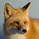 naturallygeorussia | Unsorted