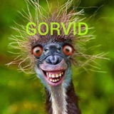 gorvid | Unsorted