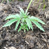 weedseedukraine | Unsorted