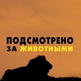 logunov_maxim | Unsorted