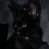 black_cat_channel | Unsorted