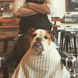 barberdog | Unsorted