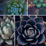 tonsucculents | Unsorted