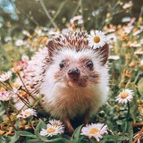 hedgeempire | Unsorted