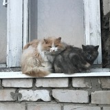chuvashcat | Unsorted