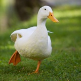 duckmyduck | Unsorted
