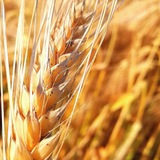 agro_chat_ua | Неотсортированное