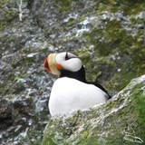 balcony_birder | Unsorted