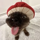 cuteca1s | Unsorted