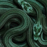 snakestoxic | Unsorted